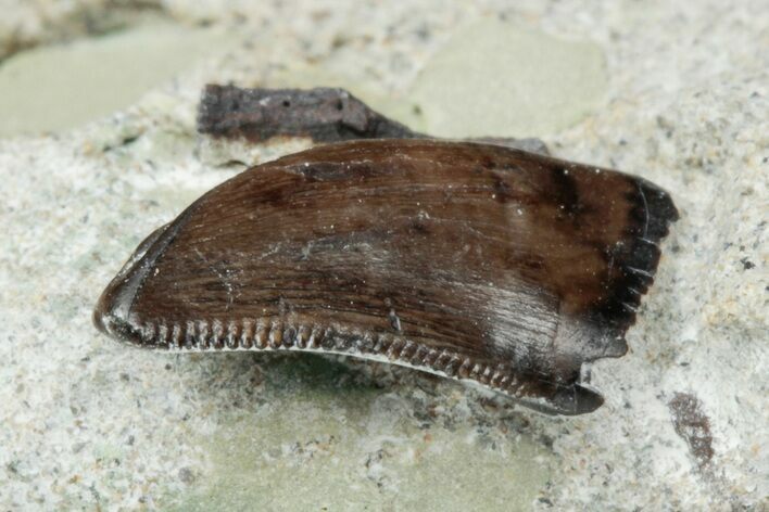 Theropod (Raptor) Tooth In Sandstone - Judith River Formation #217199